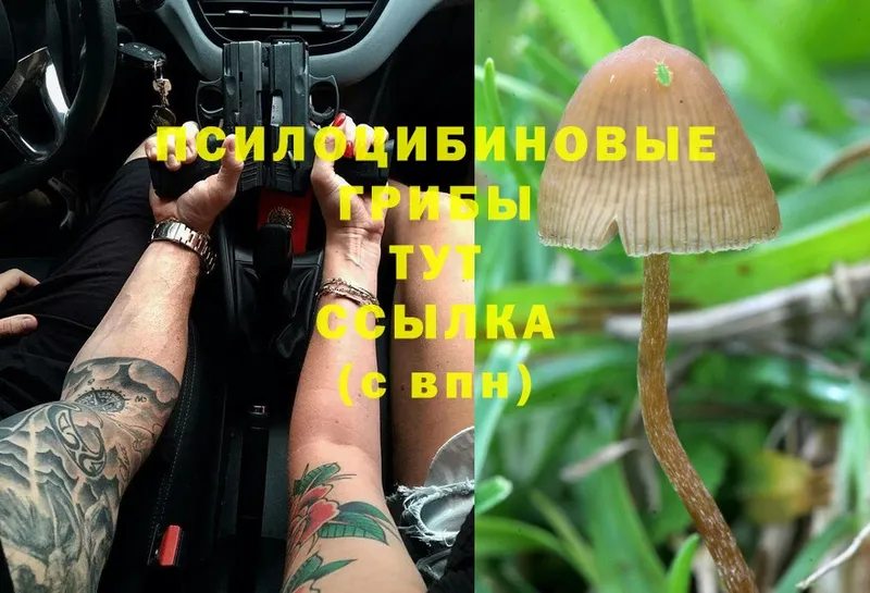 Галлюциногенные грибы MAGIC MUSHROOMS  ссылка на мегу онион  Курган  магазин продажи наркотиков 